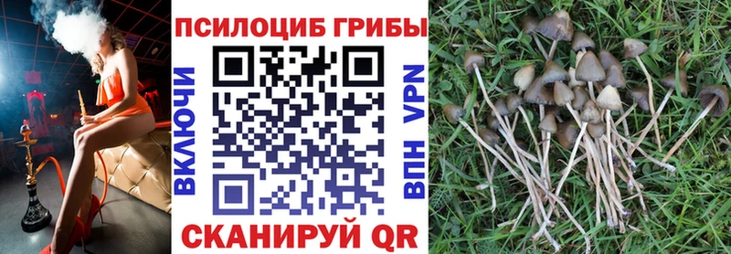 купить цена Саки Псилоцибиновые грибы мухоморы